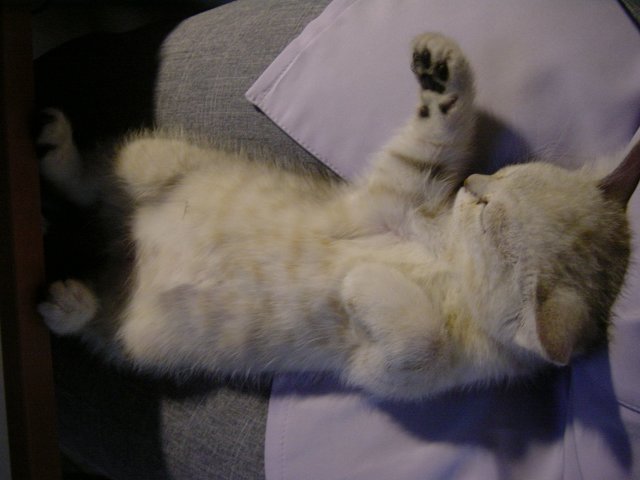 Emu sleeping on her back on my lap