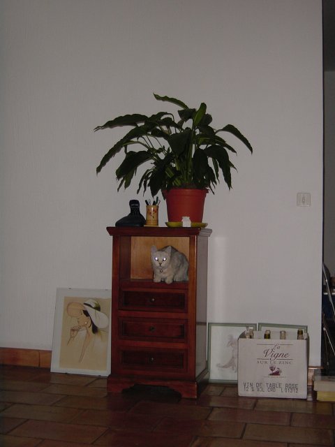 Emu hiding in the telephone furniture with eyes shining