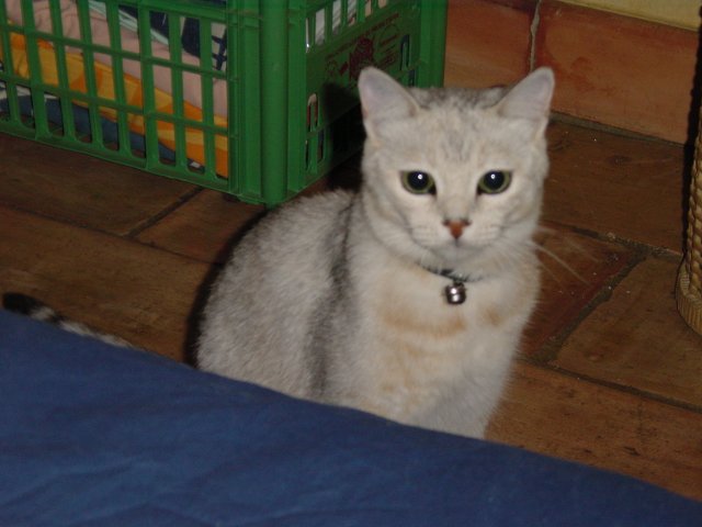 Emu sitting before the bed, expecting to play