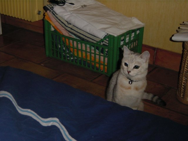 Emu sitting before the bed, expecting to play