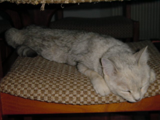 Emuendormie, etalee sur une chaise 