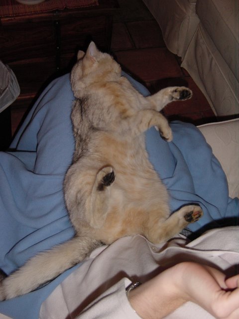 Emu sprawled on Coralie's lap