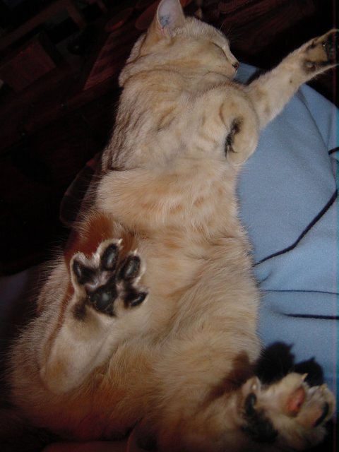 Emu sprawled on Coralie's lap