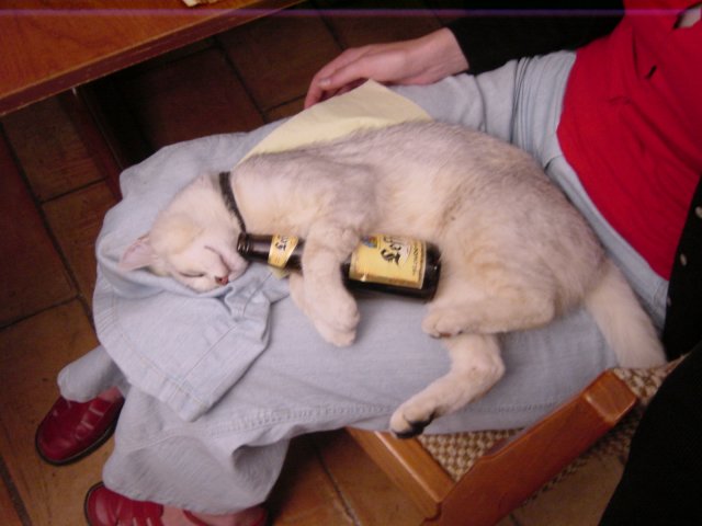Emu sound asleep,  holding an empty bottle of beer between the front paws