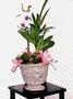 Mom's orchids and lily
        (from me)