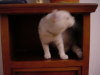 Chat secouant la tete dans le meuble a telephone