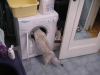 Emu visitant l'interieur de la machine a laver le linge