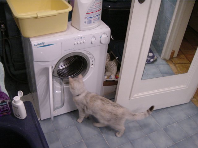 Vue depuis la baignoire sur le chat devant la machine a laver