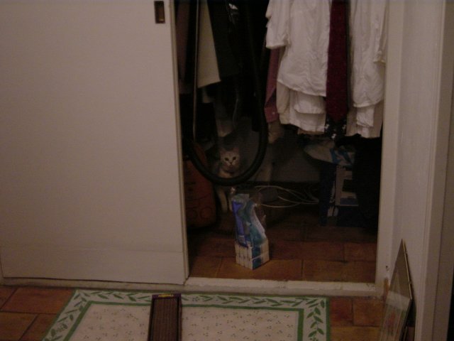 Chat s'appropriant le dressing