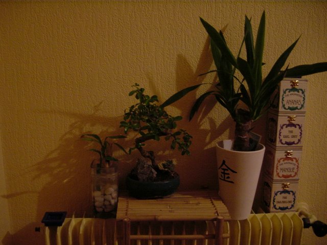 Radiateur de la cuisine supportant les plantes de la cuisine