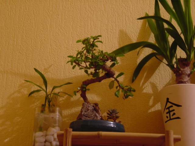 Plantes de la cuisine: bambous, bonzai, yucca