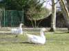 Deux oies couchees sur l'herbe