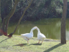 Deux oies se becotent