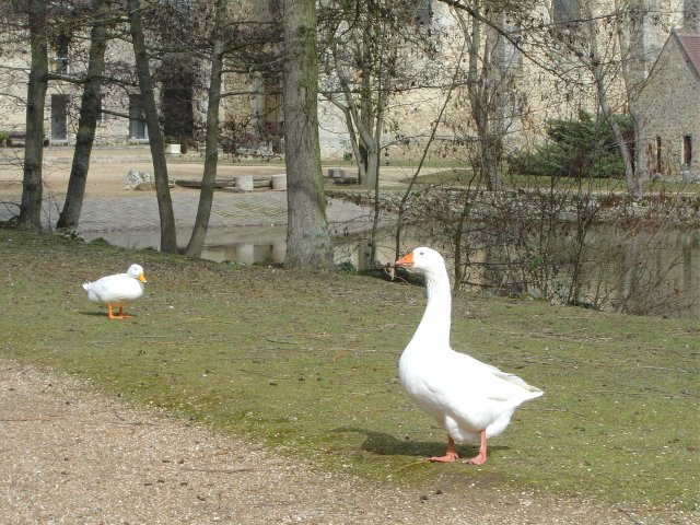 Deux oies pres du plan d'eau