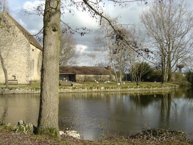 Plan d'eau et les oies regroupees au fond