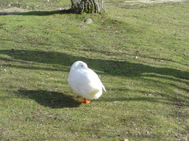 Une oie cache sa tete entre ses ailes et laisse depasser un oeil