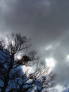 Parapente sur fond bien nuageux