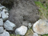 Un tronc qui englobe des rochers