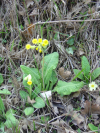 Fleurs sauvages