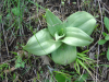 Plante verte sauvage