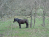 Cheval