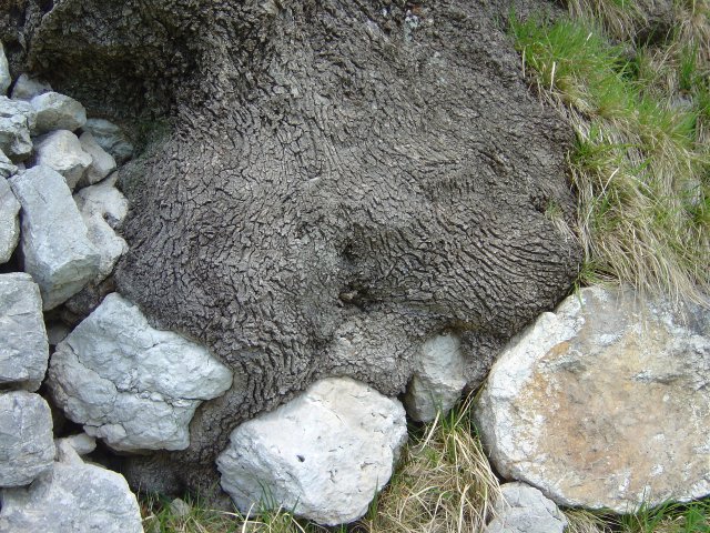 Un tronc qui englobe des rochers