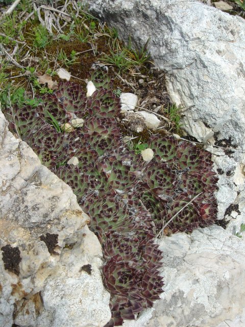 Cactees au creux d'un rocher