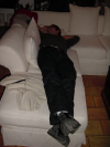 Nico imite le chat et dort