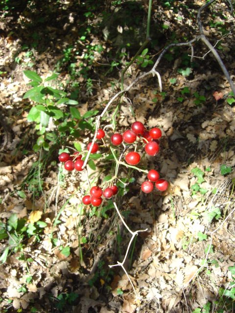 Red berries