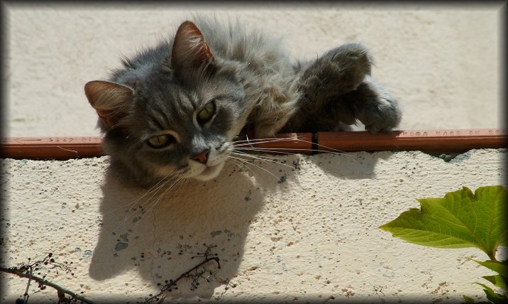 Nala on the edge of the terrace