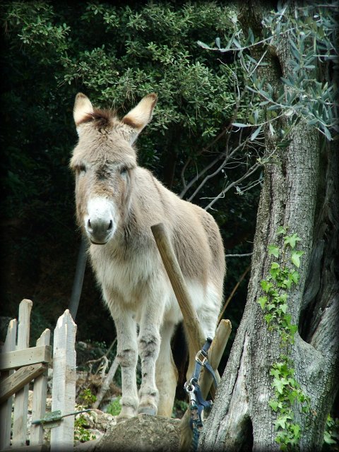 Madelon, Daniel's donkey