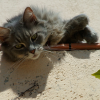 Nala on the edge of the terrace