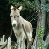 Madelon, Daniel's donkey