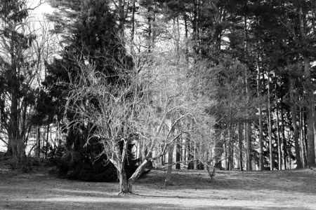 White tree