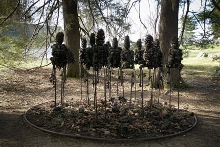 Pine cones