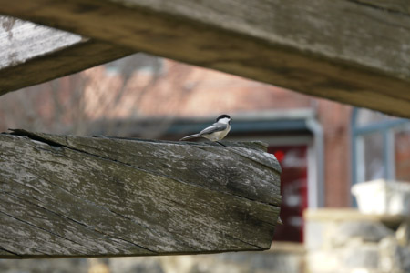 Bird