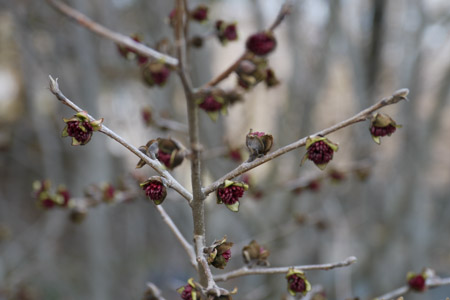 Mini buds