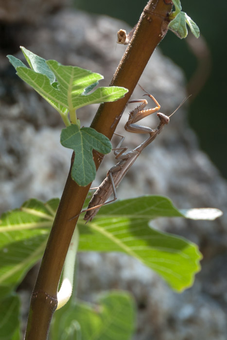 Praying mantis