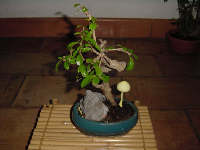 A wild mushroom rising next to my bonsai
