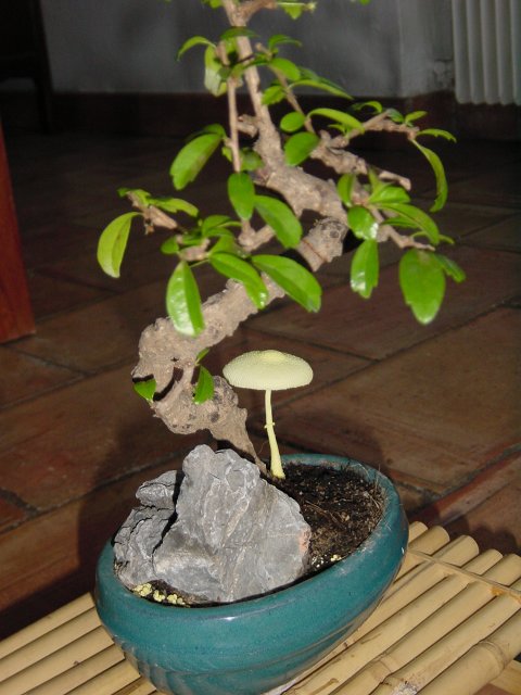 A wild mushroom rising next to my bonsai