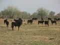 Taureaux Camarguais