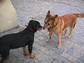 2 chiens