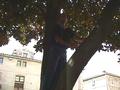 Marc perché dans un
        magnolia