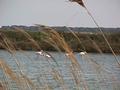 Flamants roses