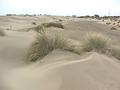 Plage, les dunes