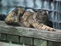 Un chat qui dort au soleil