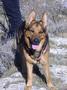 23_Max_le_fien.JPG (768x1024)