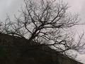 05_Arbre_mort_pour_Guylaine.JPG