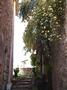 5-04_Rue_fleurie_Saint_Cezaire.JPG (480x640)
