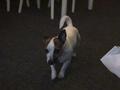 Groenendael, Miniature dog
